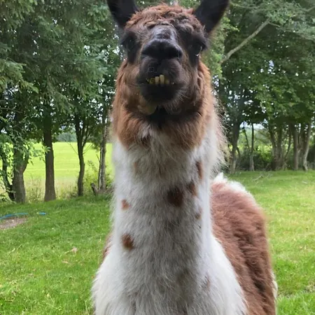 Klondike Σπίτι διακοπών *