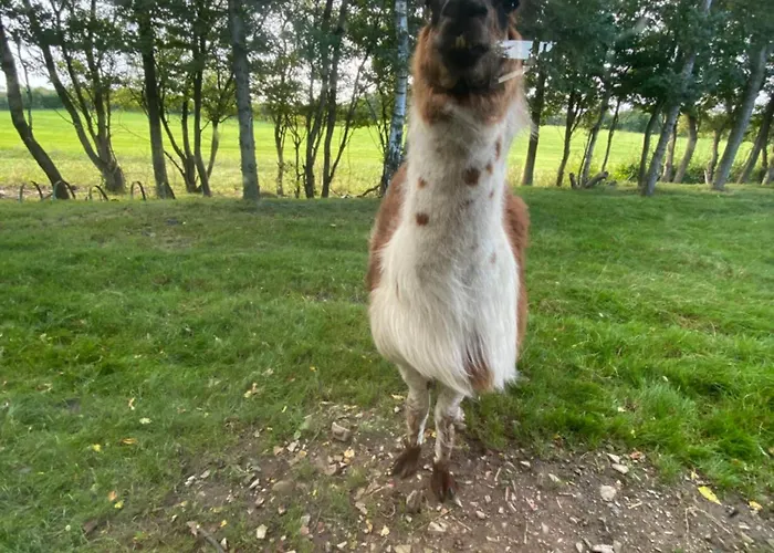 Semesterbostad Klondike *